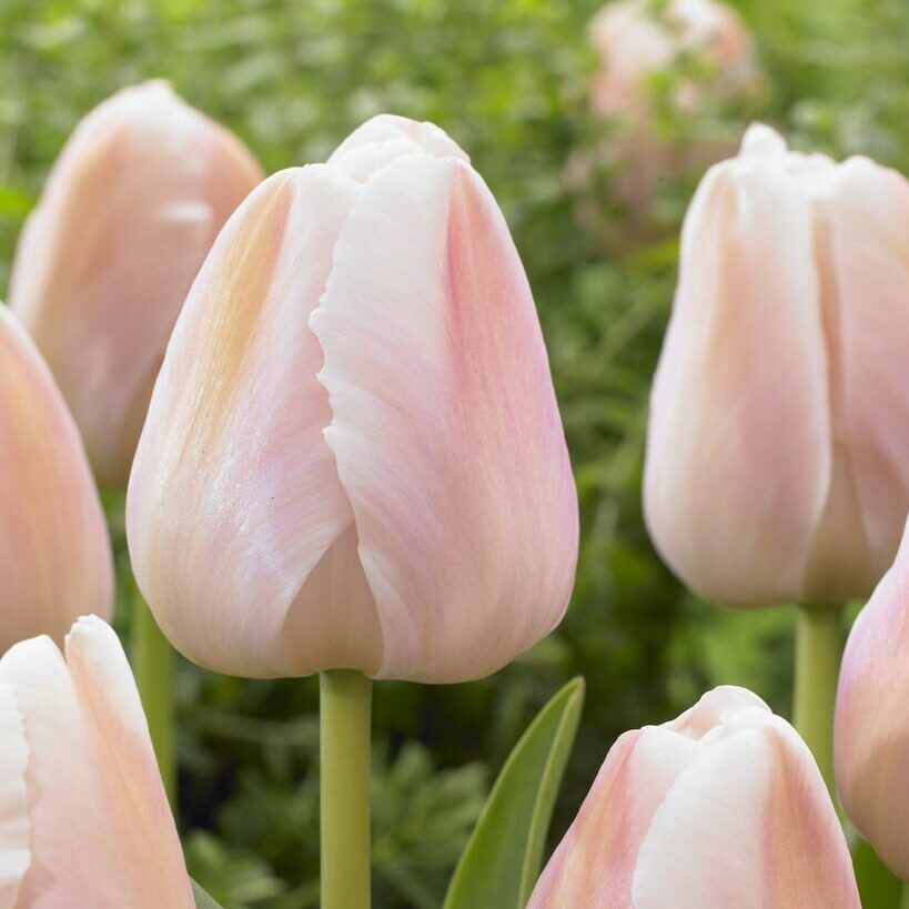 Tulipan 'Apricot Pride'