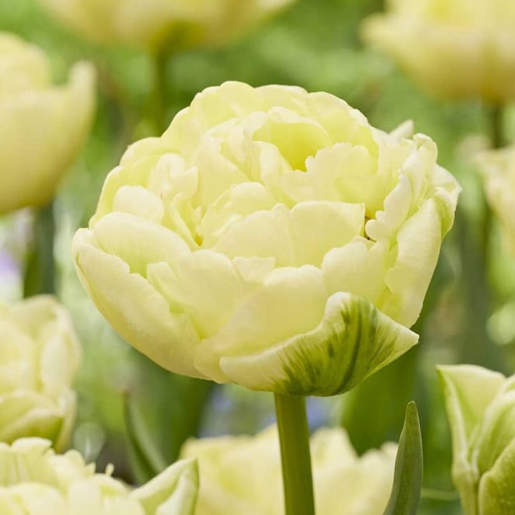 Tulipan 'Avant Garde'