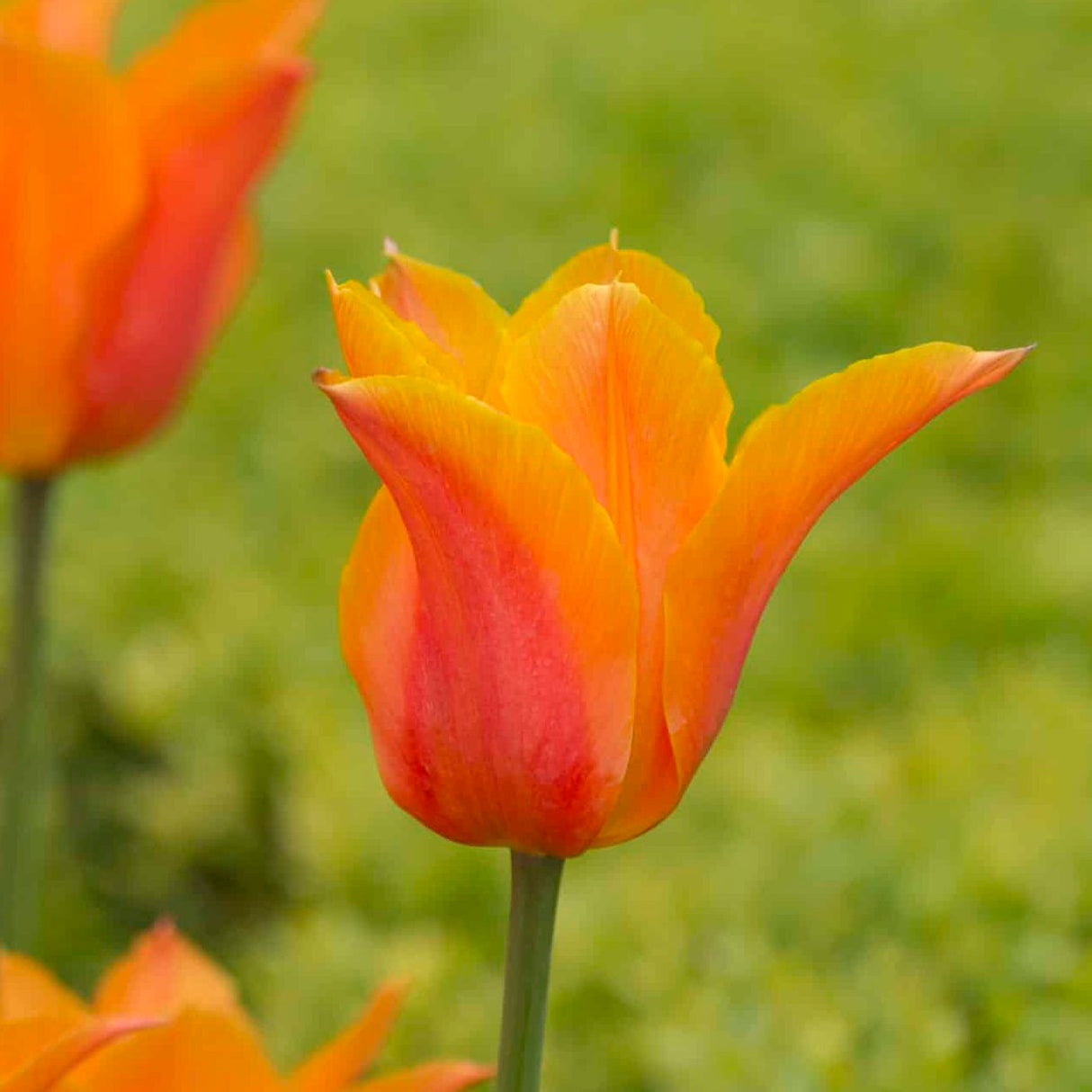 Tulipan 'Ballerina'