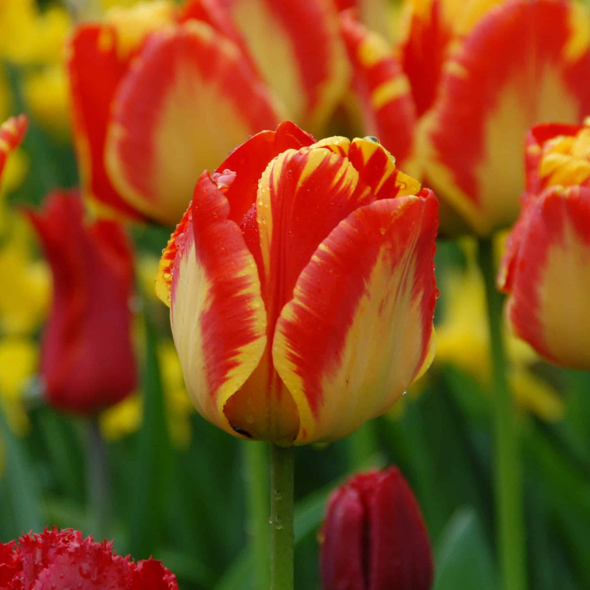 Tulipan 'Banja Luka'