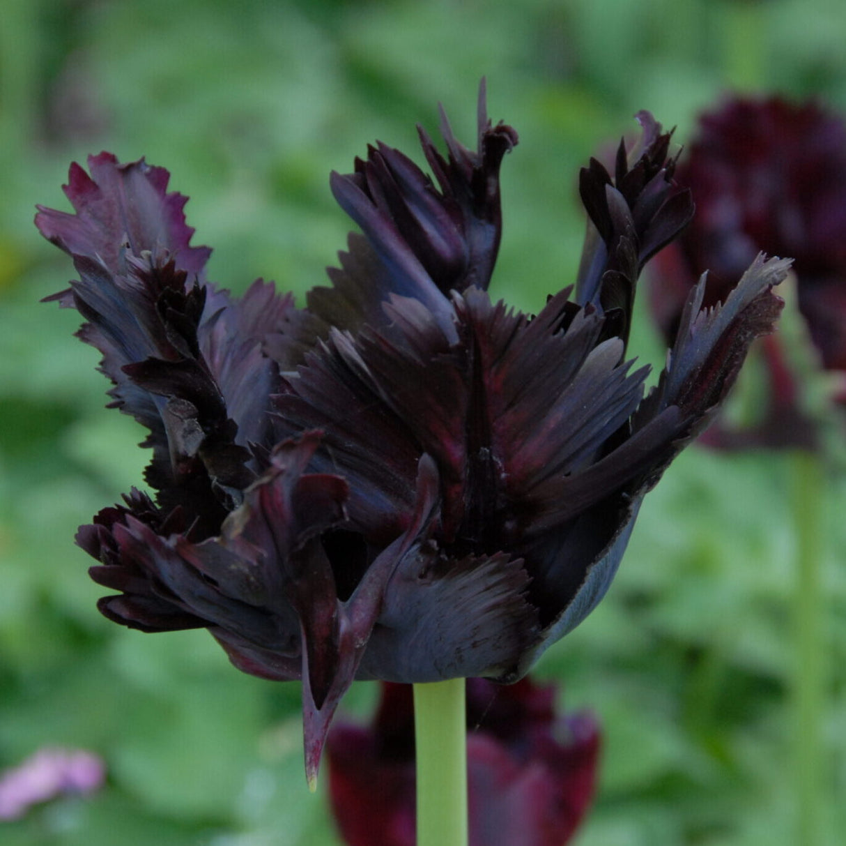 Tulipan 'Black Parrot'