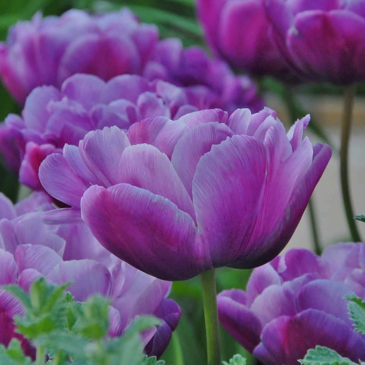 Tulipan 'Blue Diamond'