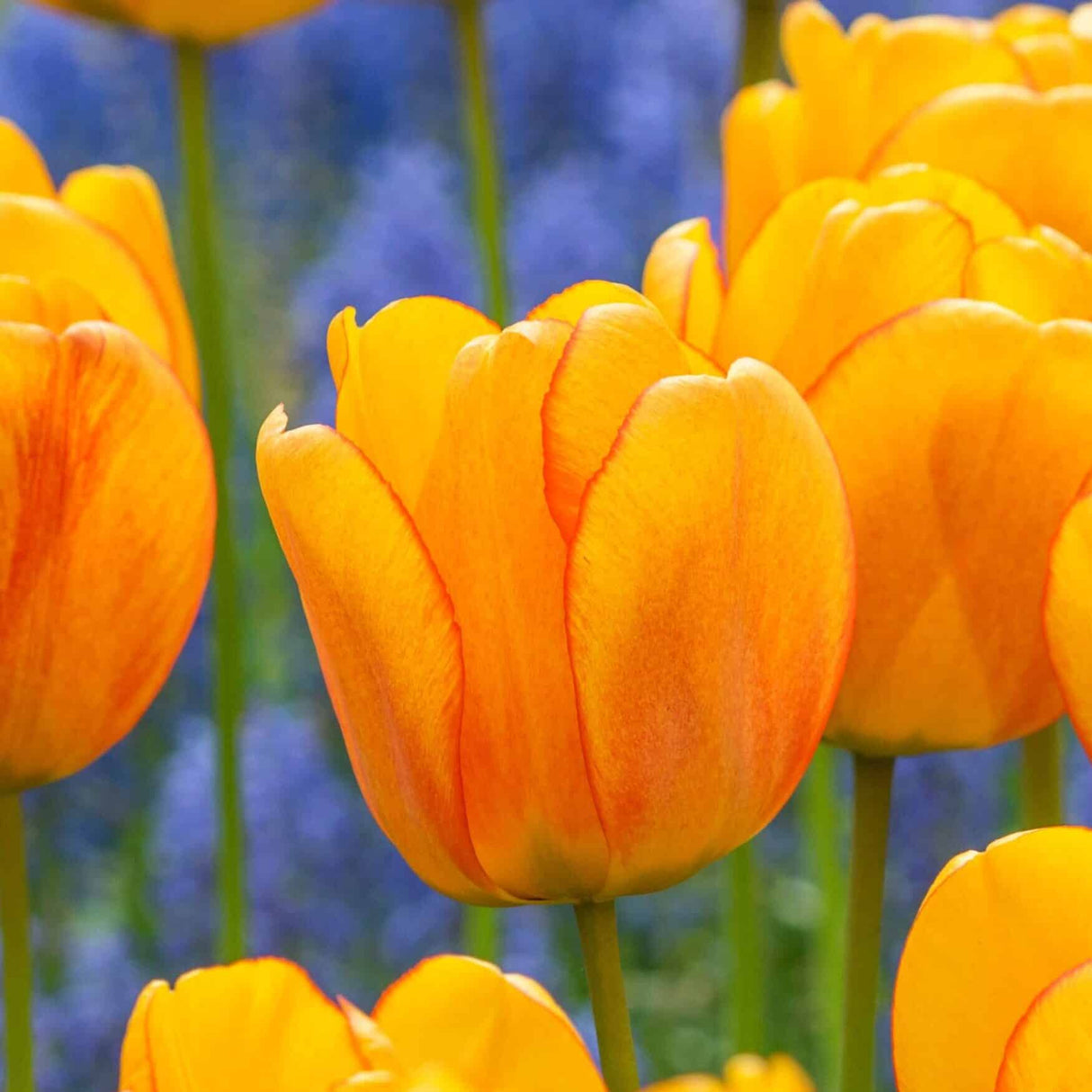 Tulipan 'Blushing Apeldoorn'