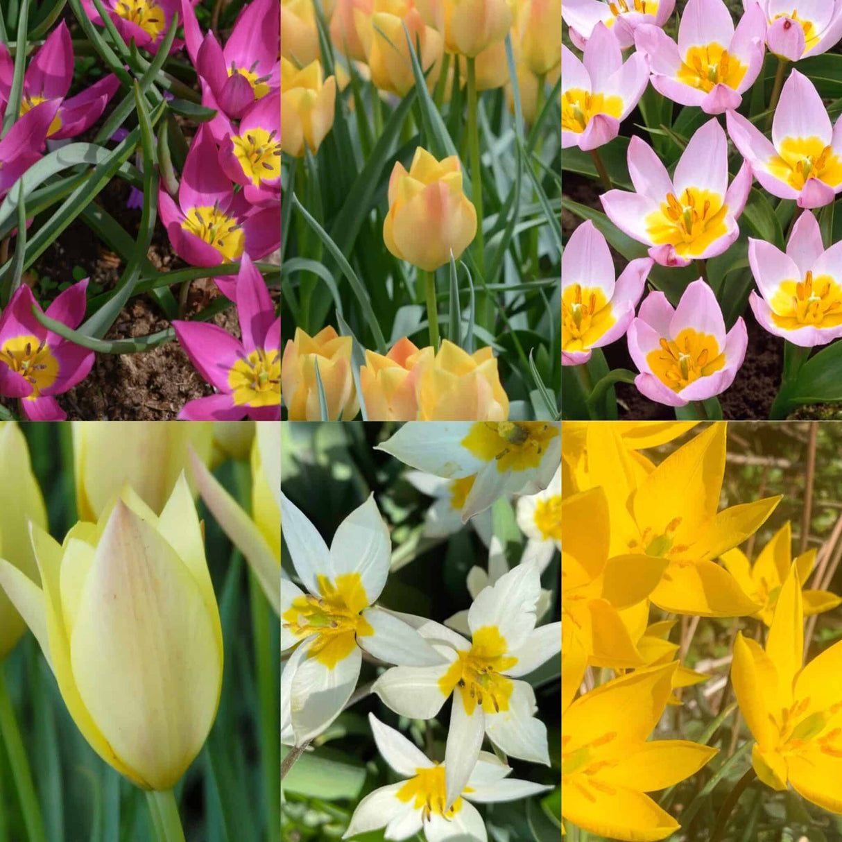 Tulipan Botanisk 'Mix'