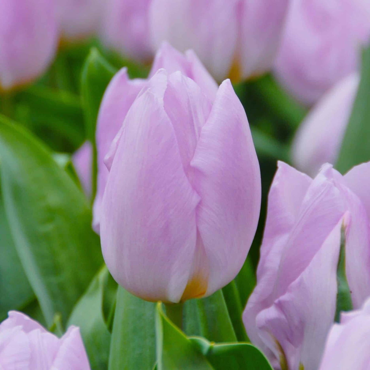 Tulipan 'Candy Prince'