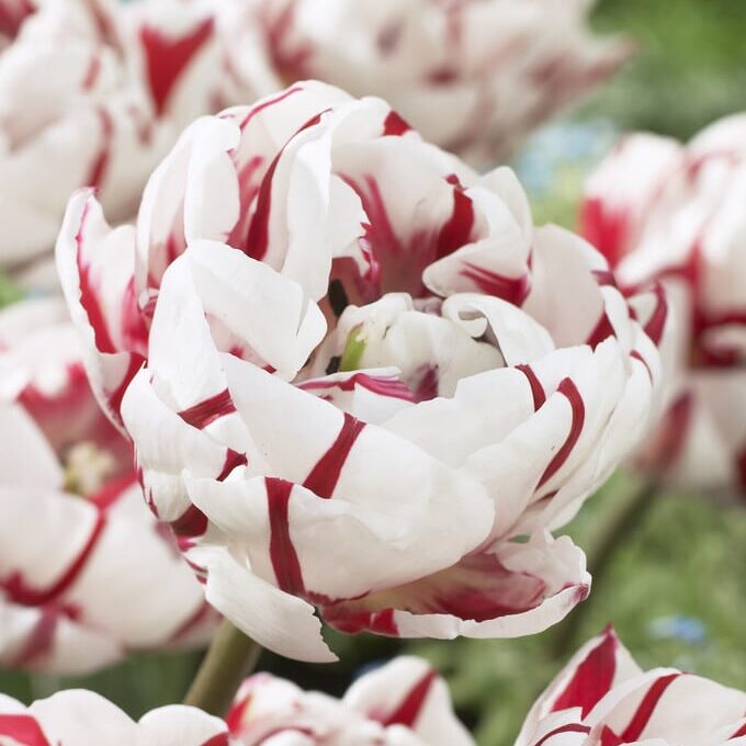 Tulipan 'Carnaval de Nice'