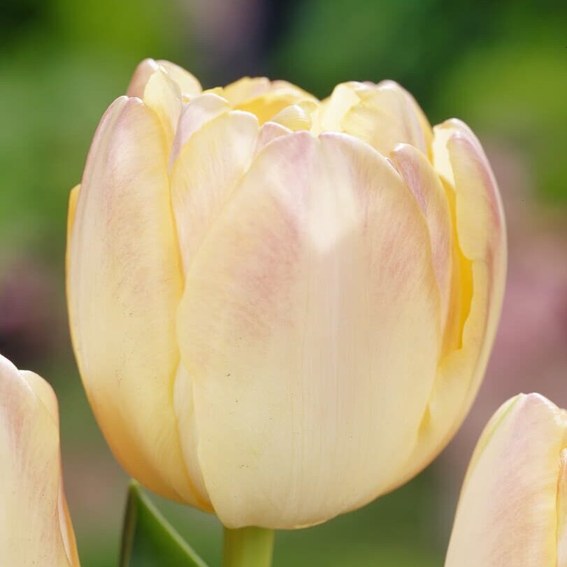 Tulipan 'Creme Upstar'
