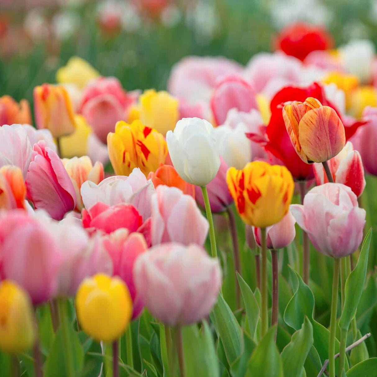 Tulipan 'Darwin Mix'