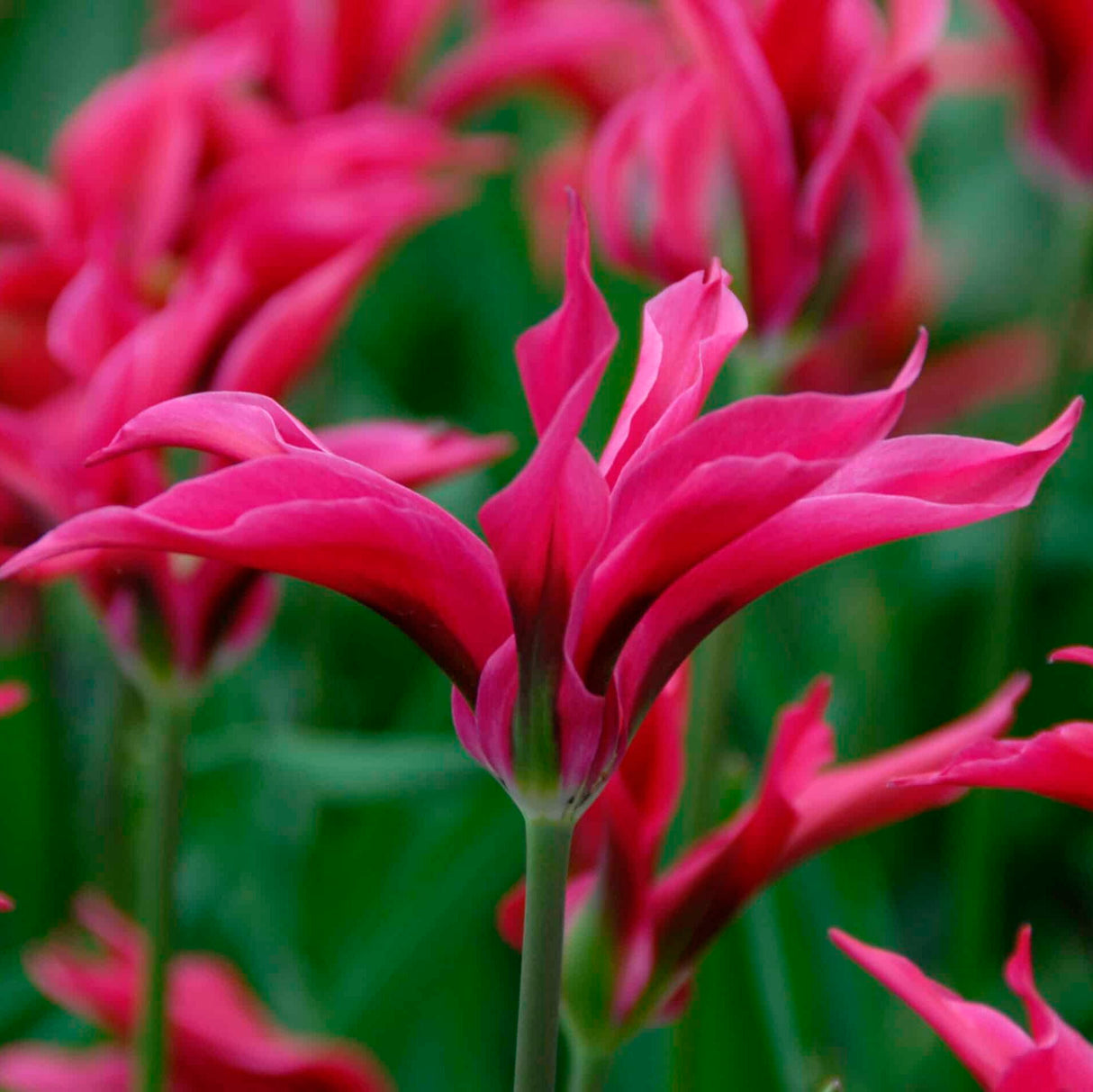 Tulipan 'Doll's Minuet'