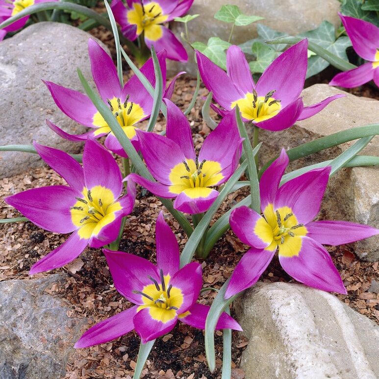 Tulipan pulchella 'Eastern Star'