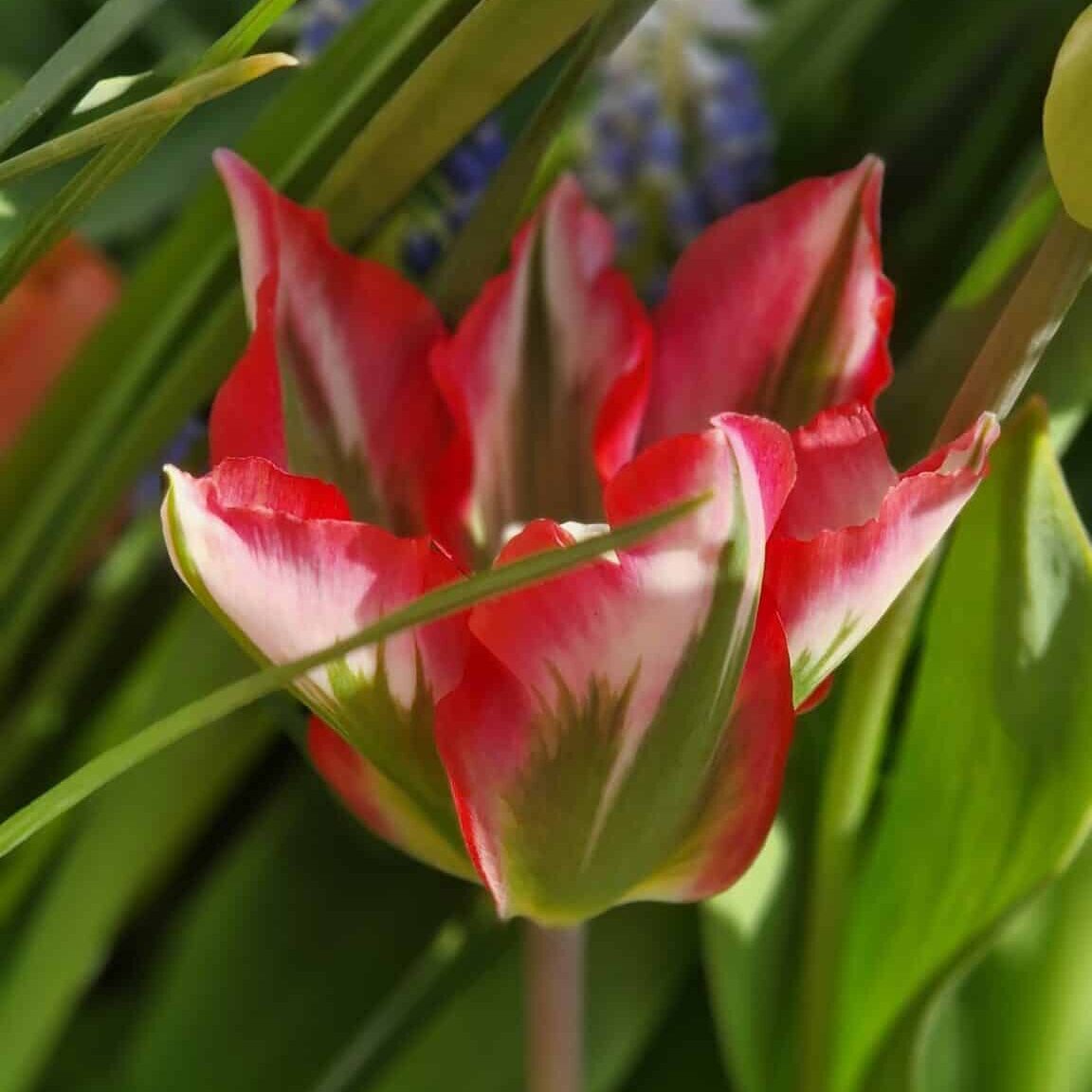 Tulipan 'Esperanto'