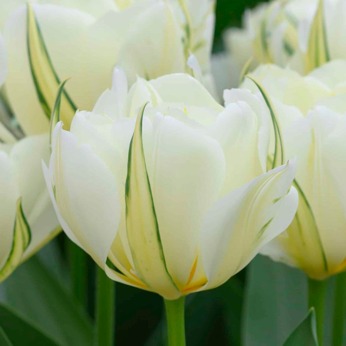 Tulipan 'White Valley'