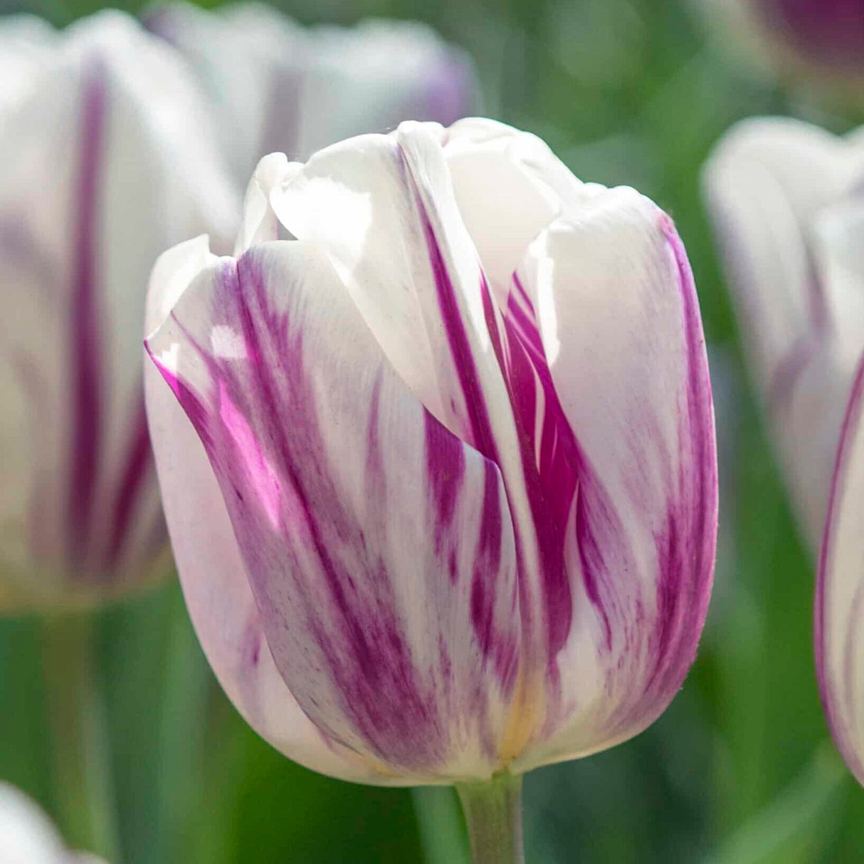 Tulipan 'Flaming Flag'