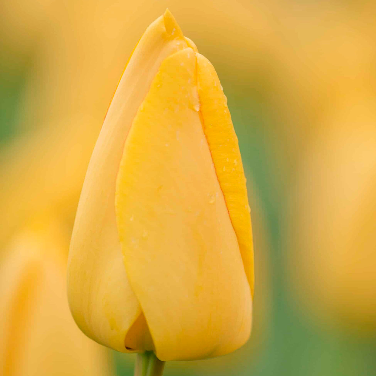 Tulipan 'Golden Parade'