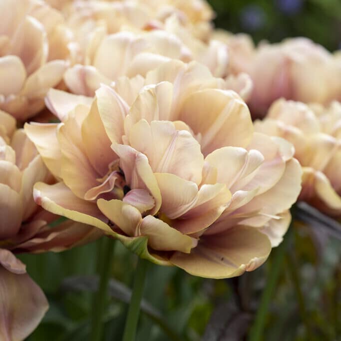 Tulipan 'La Belle Epoque'