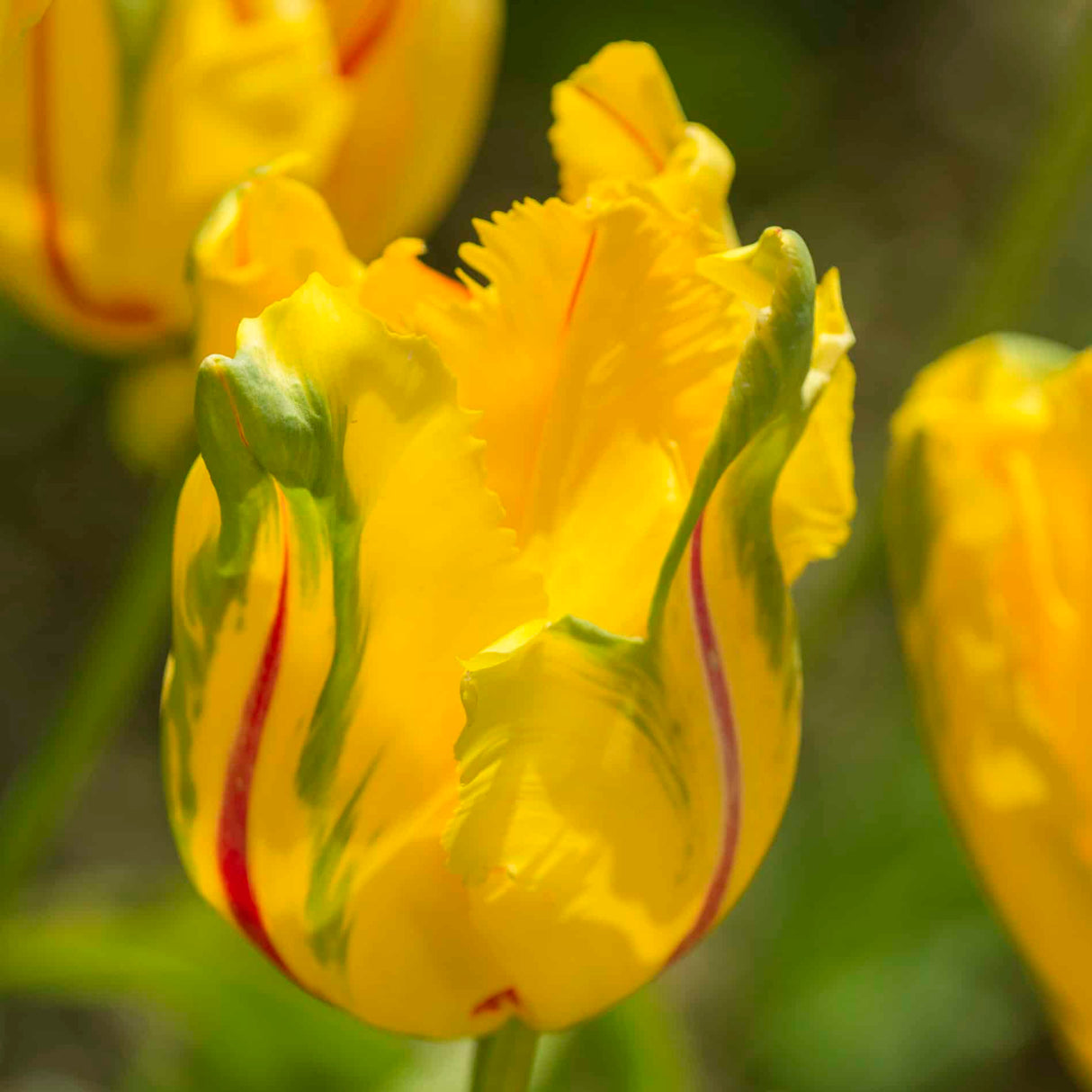 Tulipan 'La Courtine Parrot'
