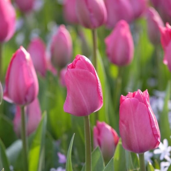 Tulipan 'Lady van Eijk'
