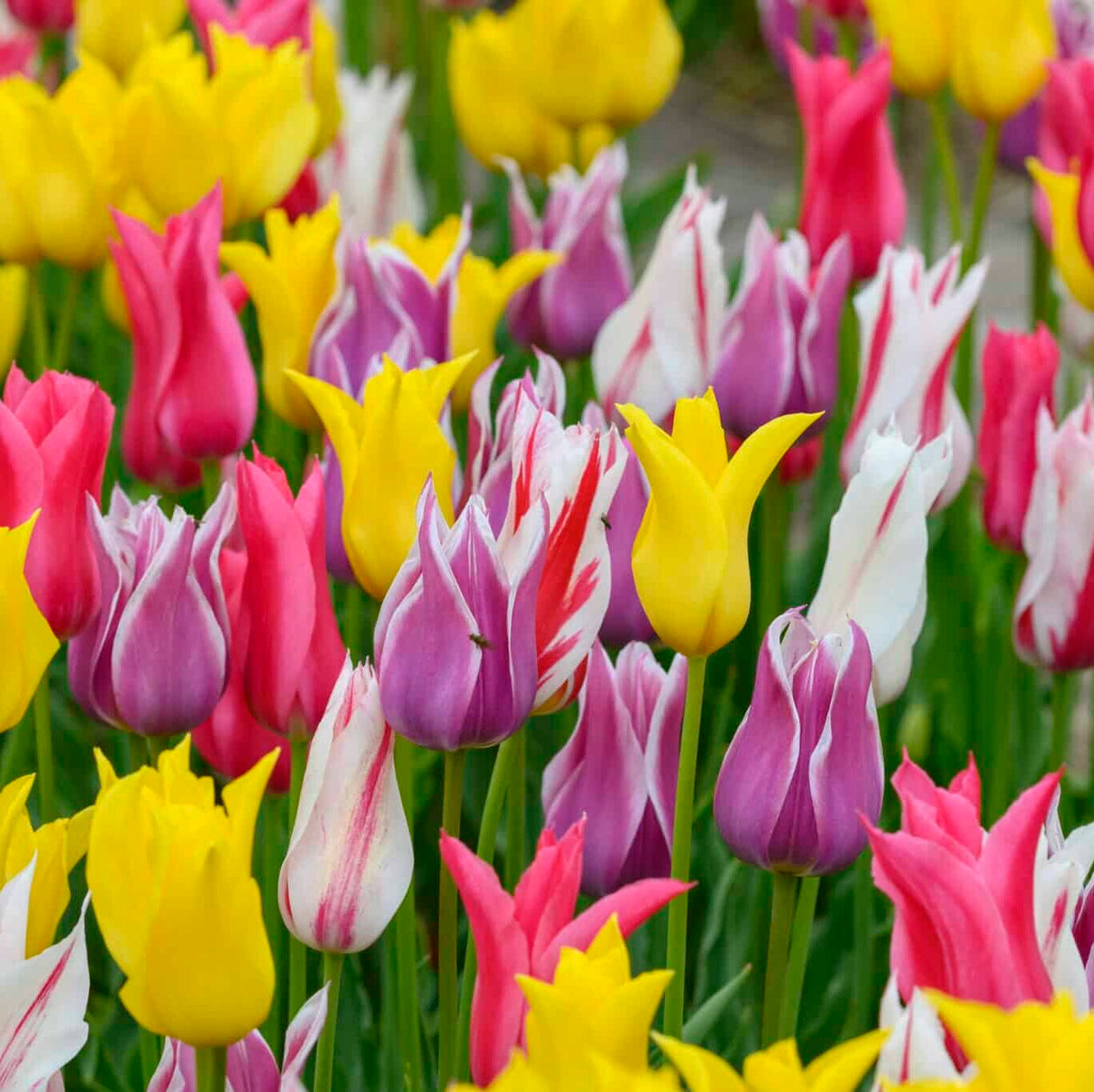 Tulipan 'Liljeblomstrende Mix'