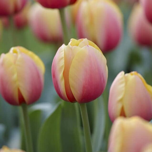 Tulipan 'Marit'