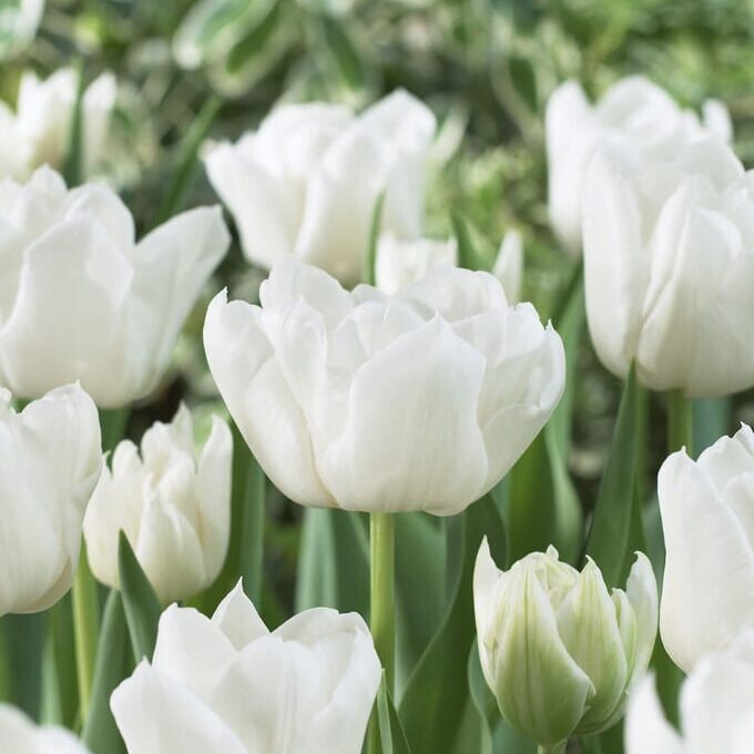 Tulipan 'Mondial'