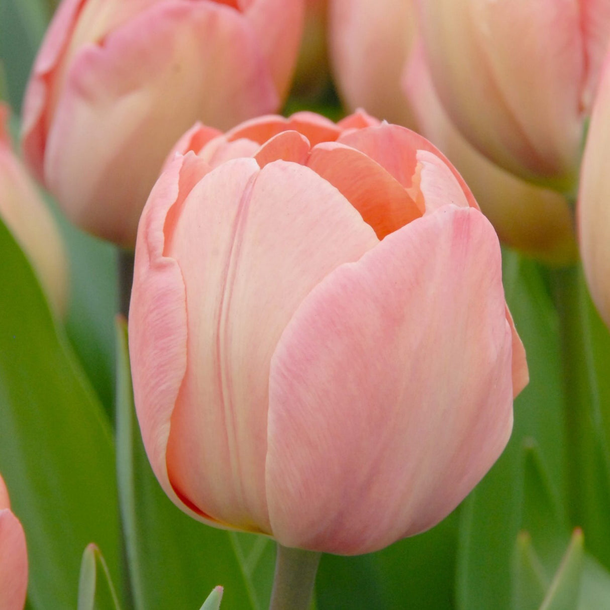 Tulipan 'Mystic Van Eijk'