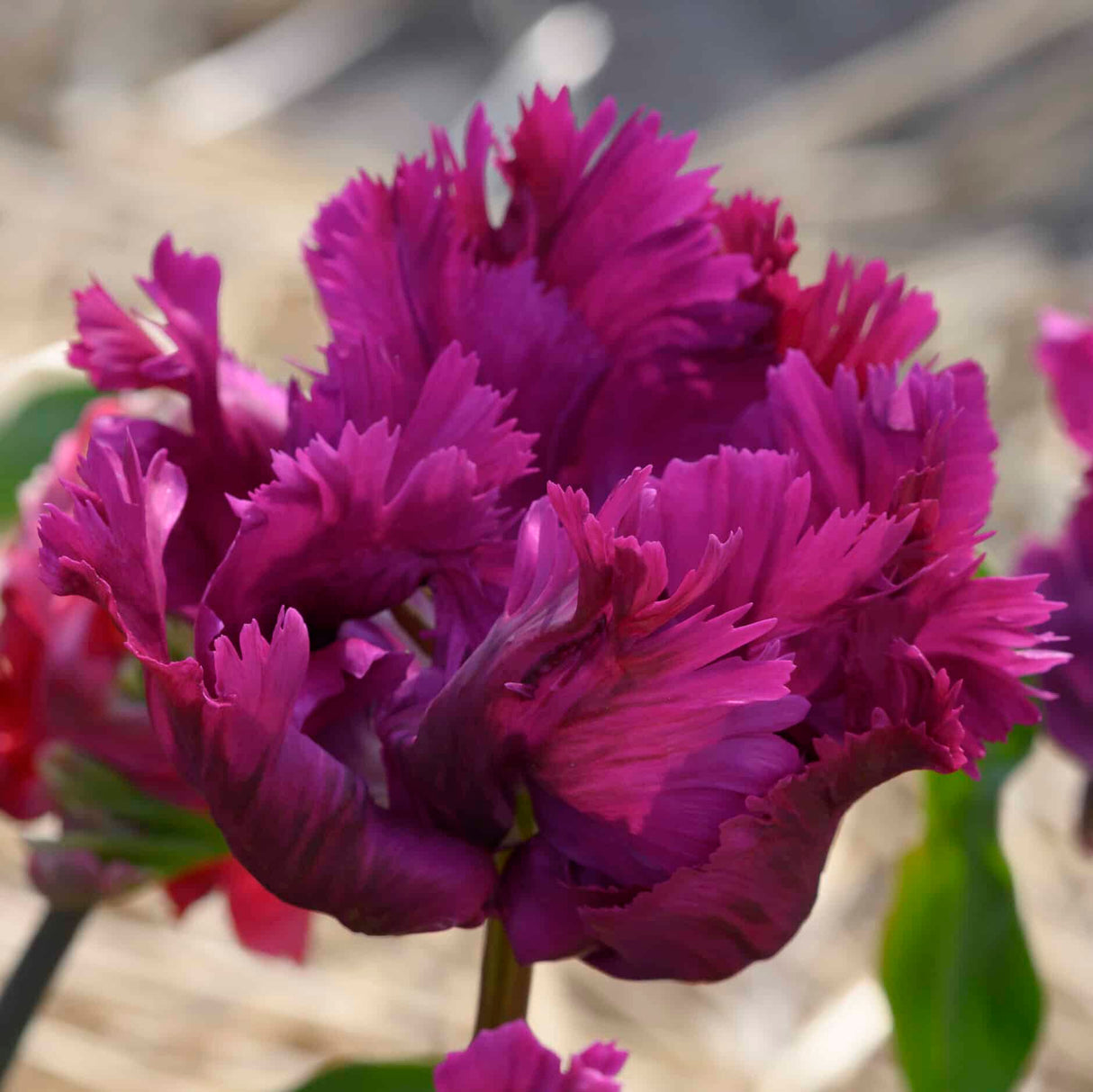 Tulipan 'Negrita Parrot'