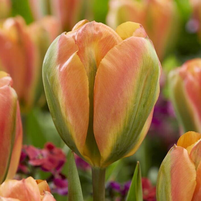 Tulipan 'Orange Marmalade'