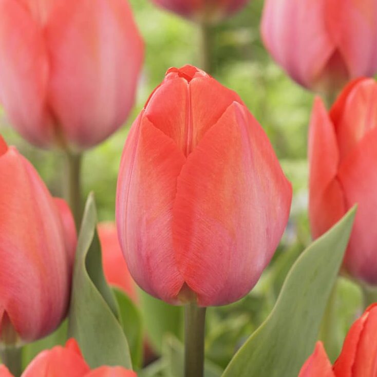 Tulipan 'Orange van Eijk'