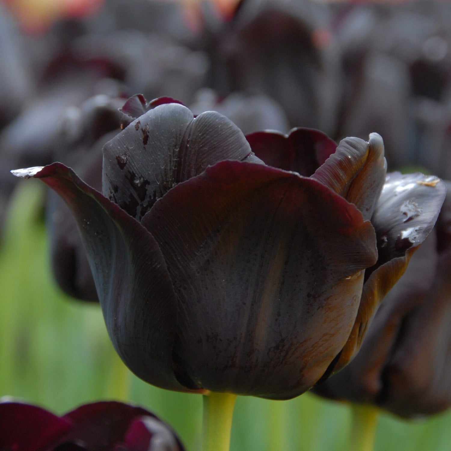 Tulipan 'Paul Scherer'