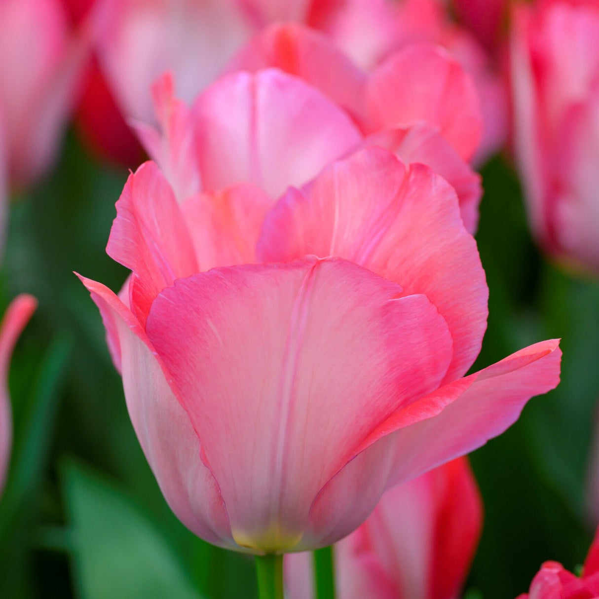 Tulipan 'Pink Sound'