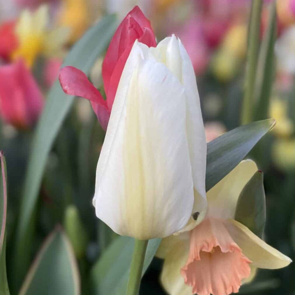 Tulipan 'Purissima'
