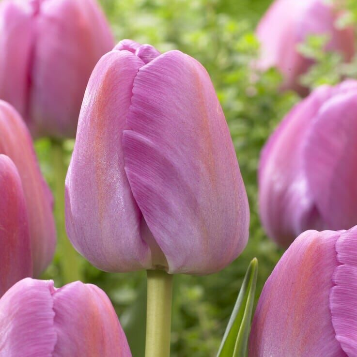 Tulipan 'Purple Pride'