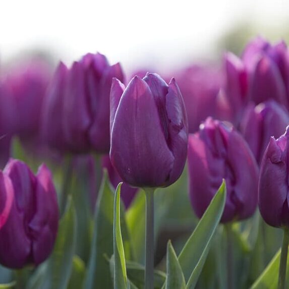 Tulipan 'Purple Prince'