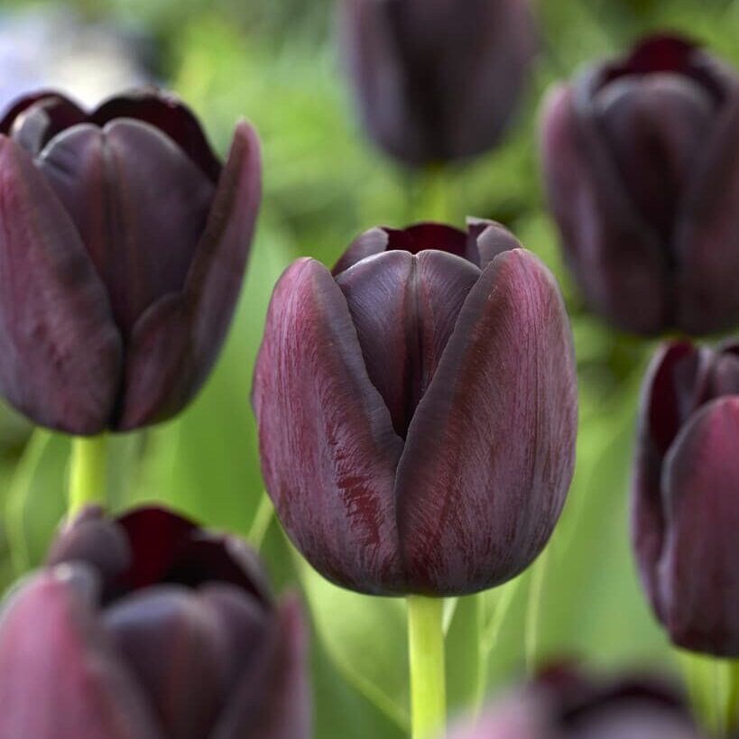 Tulipan 'Queen Of Night'