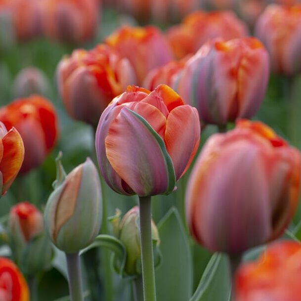 Tulipan 'Queensday'
