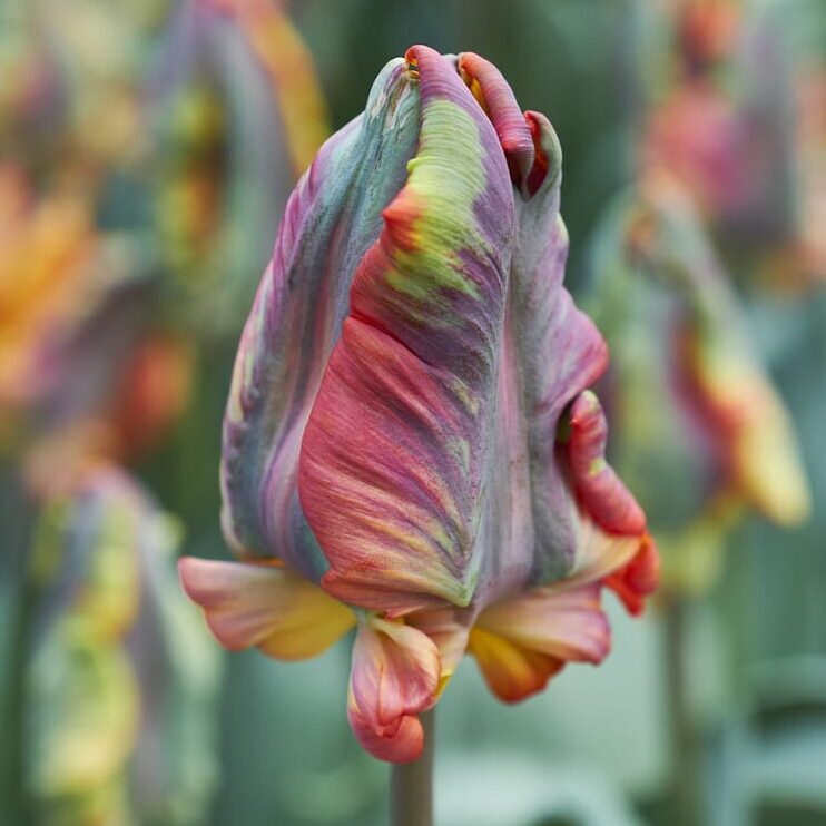 Tulipan 'Rasta Parrot'