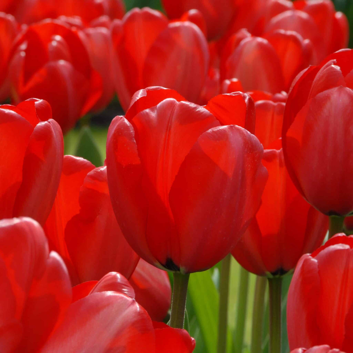 Tulipan 'Red Impression'