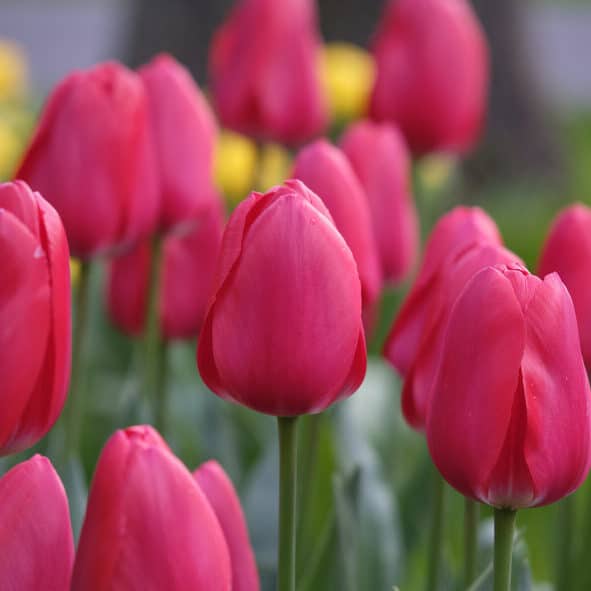 Tulipan 'Rosy Delight'