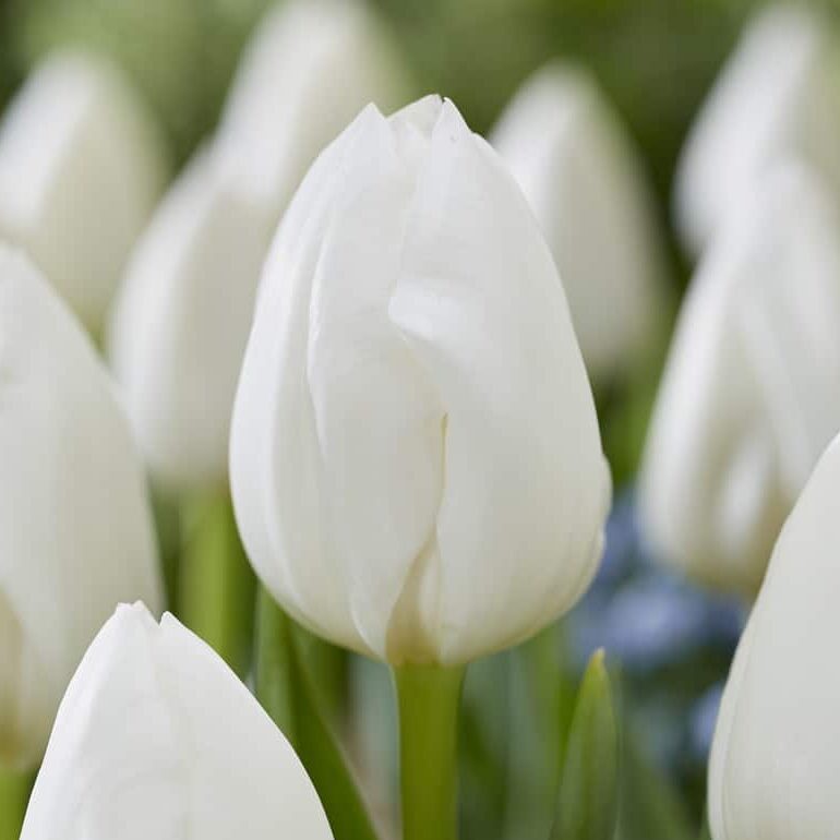 Tulipan 'Royal Virgin'