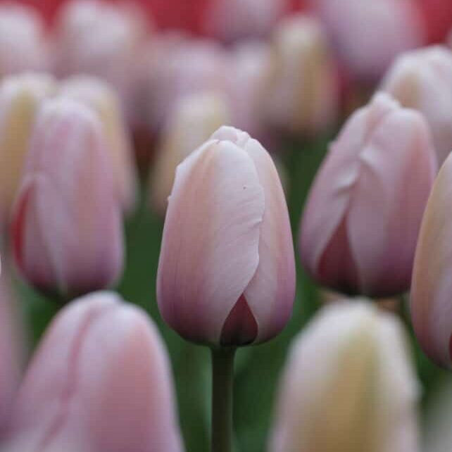 Tulipan 'Salmon Impression'