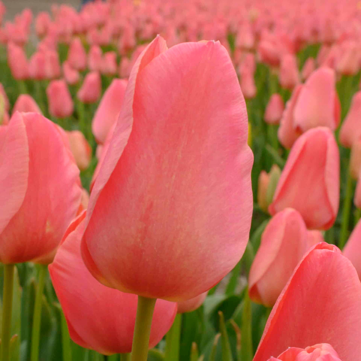 Tulipan 'Salmon Jimmy'