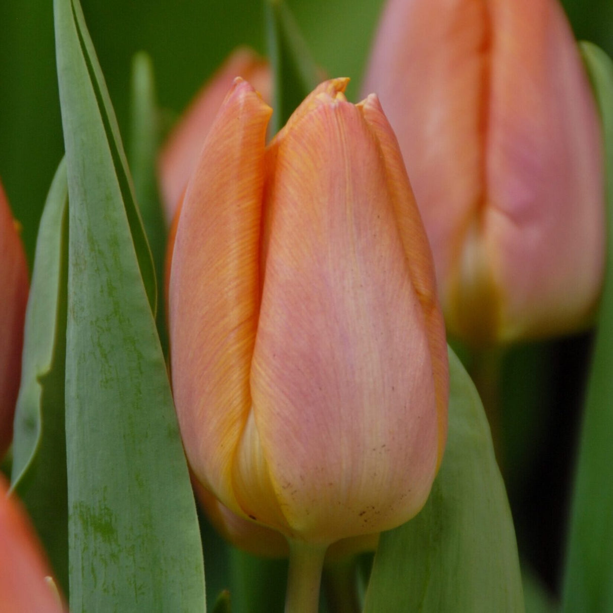 Tulipan 'Salmon Prince'
