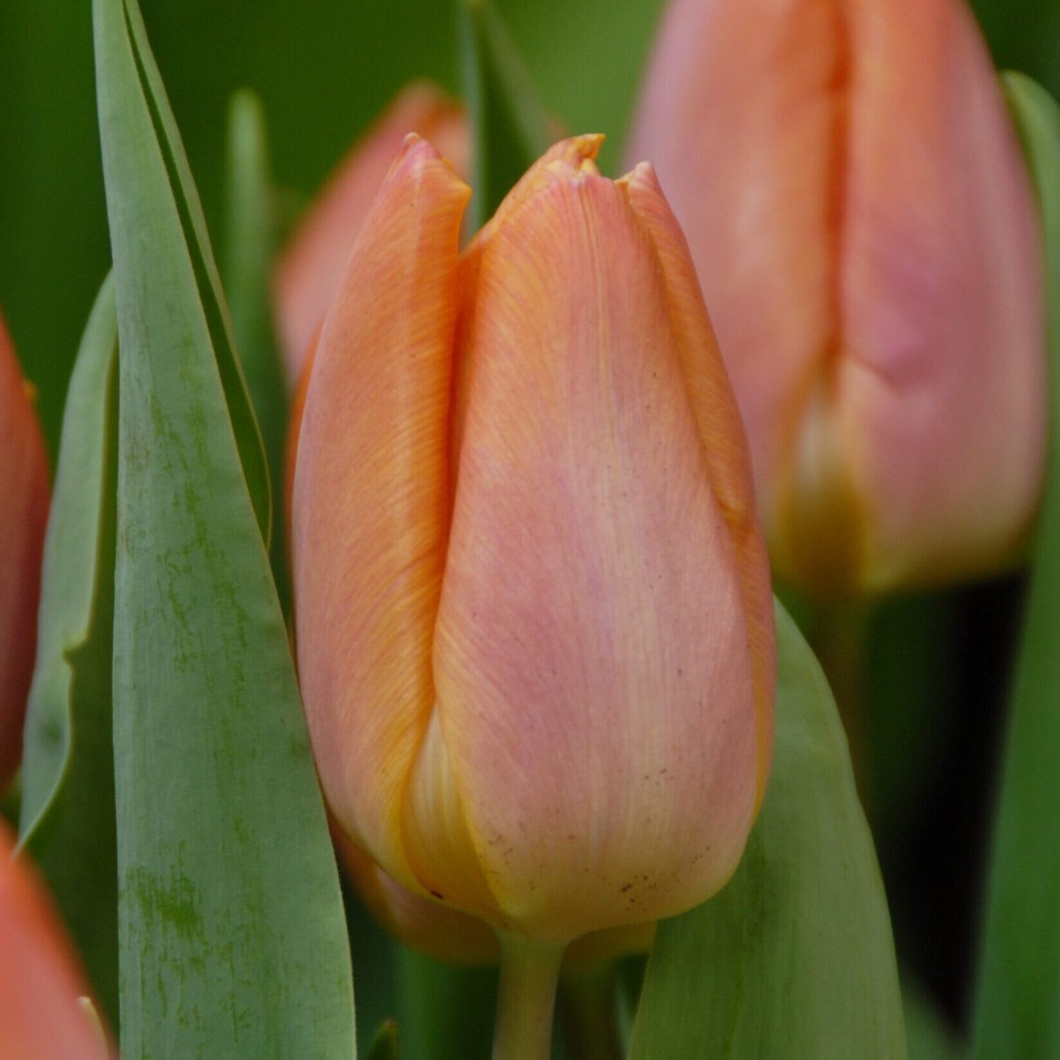 Tulipan 'Salmon Prince'