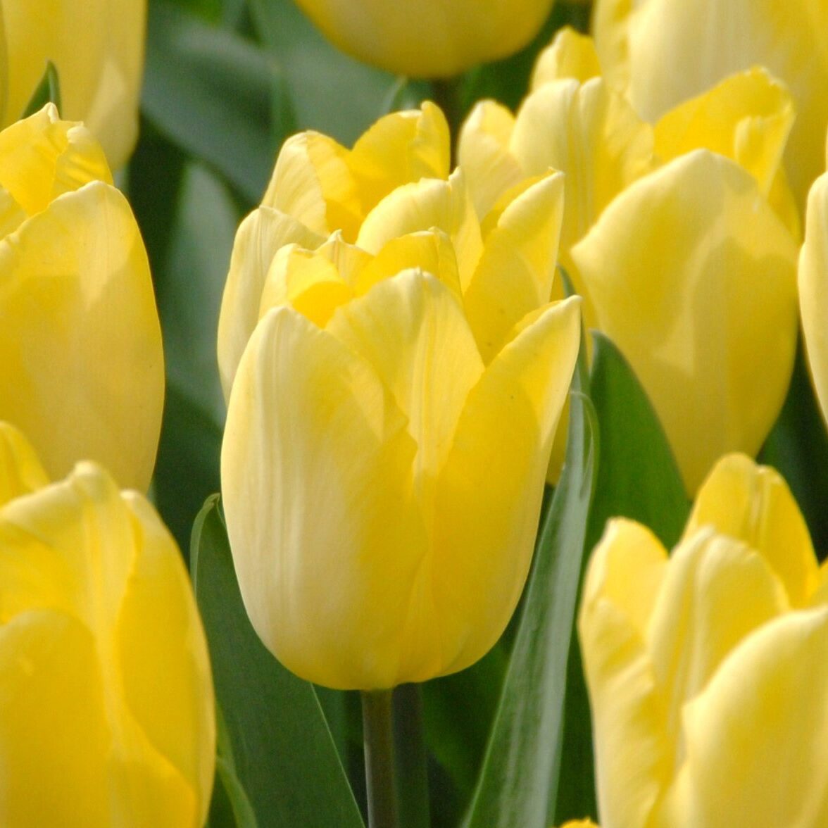 Tulipan 'Sunny Prince'