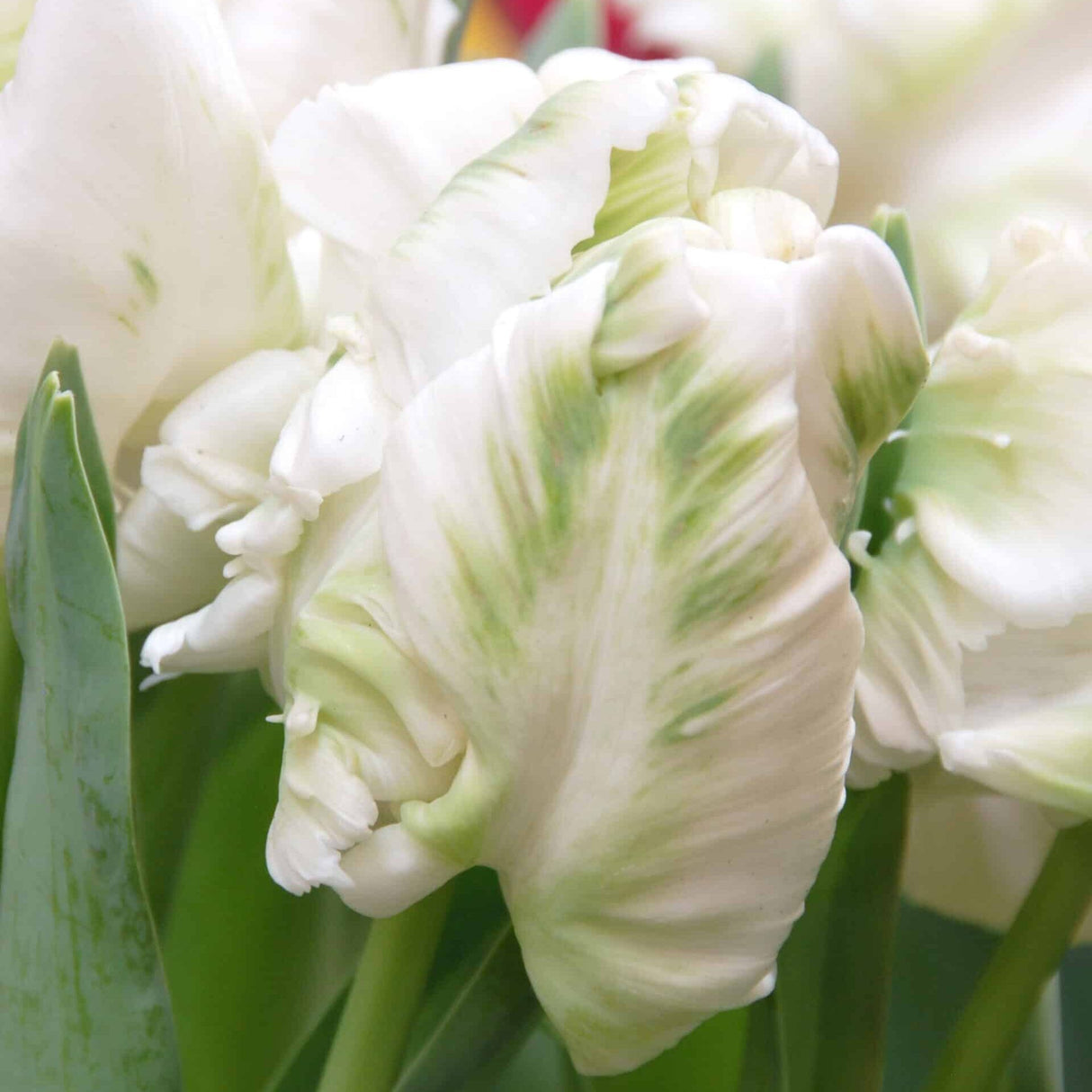 Tulipan 'Super Parrot'