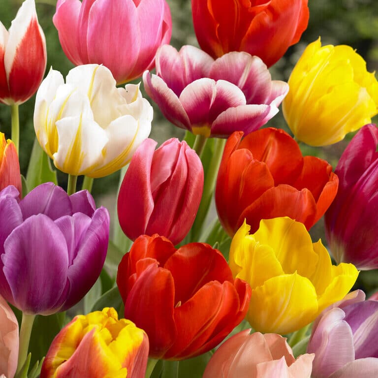 Tulipan 'Triumph Mix'