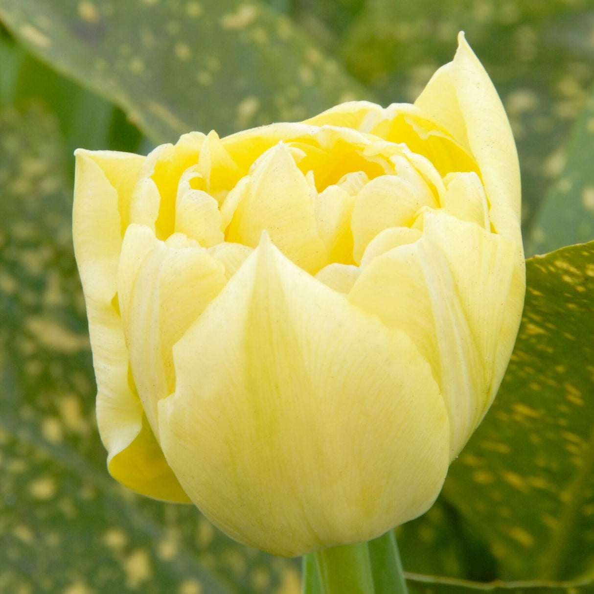 Tulipan 'Verona'