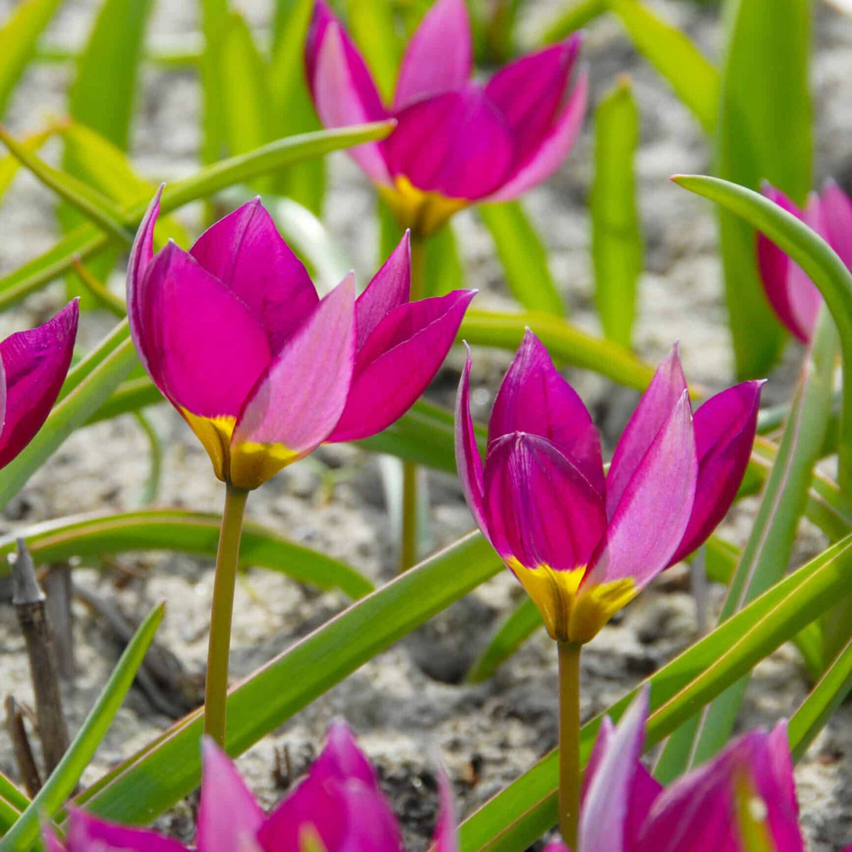 Tulipan humilis 'Persian Pearl'