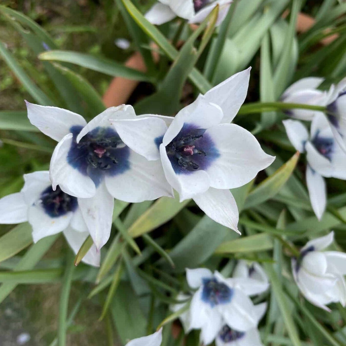 Tulipan humilis albo caerulea