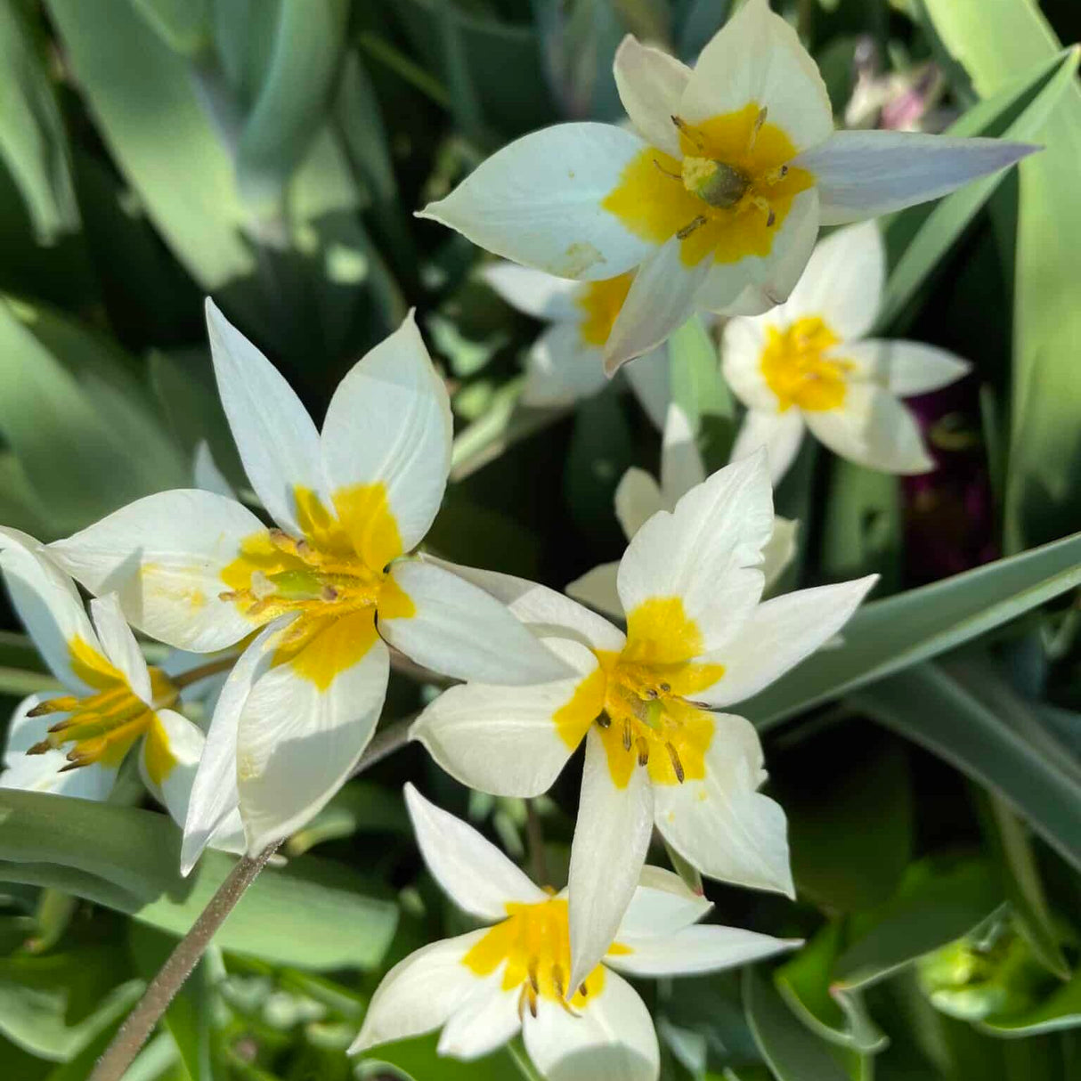 Tulipan turkestanica